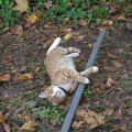 Buster helping with the fence