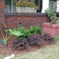 Bungalow foundation plants