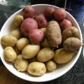 Backyard Garden Potatoes